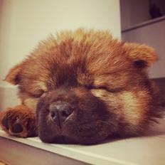 Chow chow Djuno
