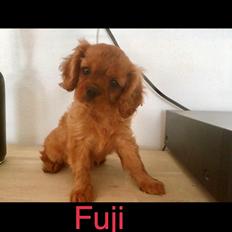 Cavalier king charles spaniel Fuji