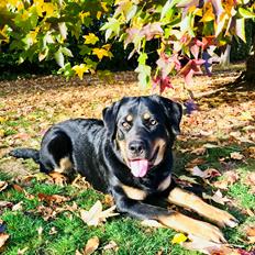 Blanding af racer Hayley