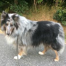 Shetland sheepdog Catalba´s Blue Isahk Of Yemen *Louis*