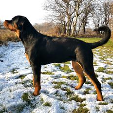 Rottweiler Cor-Canem's Fauna (Hanne)