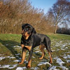 Rottweiler Cor-Canem's Fauna (Hanne) 