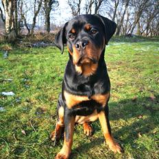 Rottweiler Cor-Canem's Fauna (Hanne)
