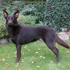 Australsk kelpie Tarrawangas Djinni