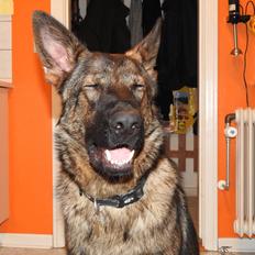 Schæferhund Hapia Cisco * Carlo*  *R.I.P.*