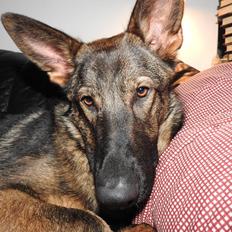 Schæferhund Hapia Cisco * Carlo*  *R.I.P.*