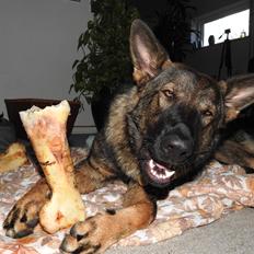 Schæferhund Hapia Cisco * Carlo*  *R.I.P.*