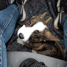 Welsh corgi cardigan Aasteds Super Trouper (Tino)