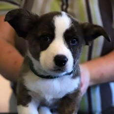 Welsh corgi cardigan Aasteds Super Trouper (Tino)