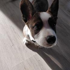 Welsh corgi cardigan Aasteds Super Trouper (Tino)