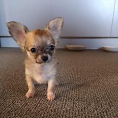 Chihuahua Baloo 