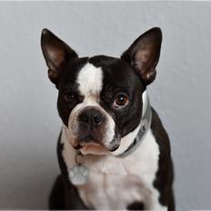 Boston terrier Molly