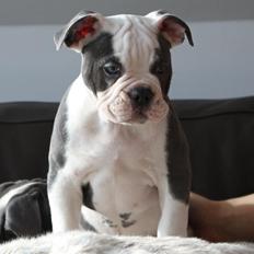 Olde english bulldogge Blåbær