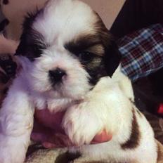 Shih tzu Holly (Wood)