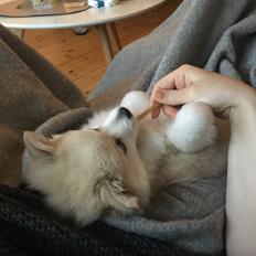 Blanding af racer Wilma