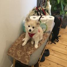 Blanding af racer Wilma