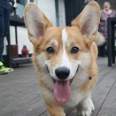 Welsh corgi pembroke Diesel