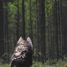 Finsk lapphund Gypsy