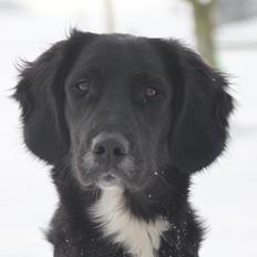 Blanding af racer Ally