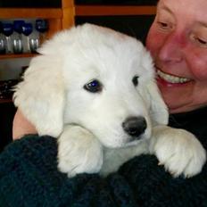 Polski owczarek podhalanski Lesna Mala Dolina