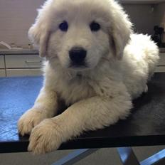 Polski owczarek podhalanski Lesna Mala Dolina