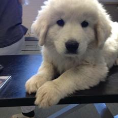 Polski owczarek podhalanski Lesna Mala Dolina