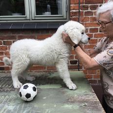 Polski owczarek podhalanski Wolfgang Amadeusz Nutrena
