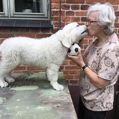 Polski owczarek podhalanski Wolfgang Amadeusz Nutrena