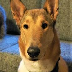 Collie korthåret Balder