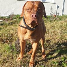 Blanding af racer KATO FØDT 13/1 2018