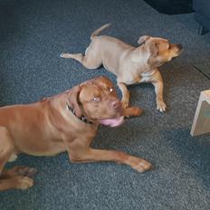 Blanding af racer KATO FØDT 13/1 2018