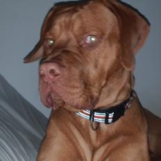 Blanding af racer KATO FØDT 13/1 2018