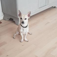 Blanding af racer Buller