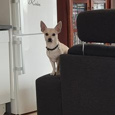 Blanding af racer Buller