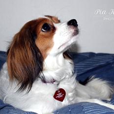 Blanding af racer Fiibi Himmelhund