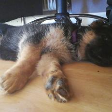 Schæferhund Aya (Vennebjergs Olivia) 