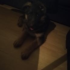 Schæferhund Aya (Vennebjergs Olivia) 