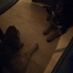 Schæferhund Aya (Vennebjergs Olivia) 