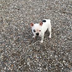 Fransk bulldog Snowie