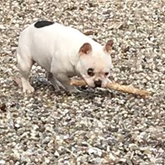 Fransk bulldog Snowie