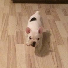 Fransk bulldog Snowie