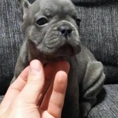 Fransk bulldog Gabby