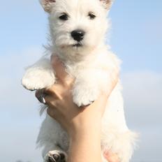 West highland white terrier Diva