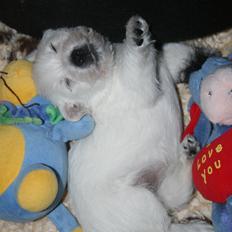 West highland white terrier Diva