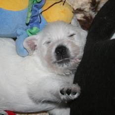 West highland white terrier Diva