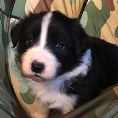 Border collie Hokú Ohana's Amazing Benji