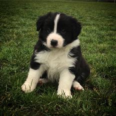 Border collie Hokú Ohana's Amazing Benji