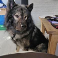 Eurasier Kenzo