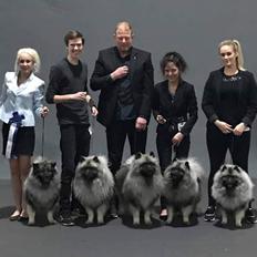 Keeshond Asdis - House of Keesgaard A Silver Past