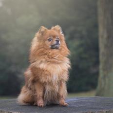 Pomeranian Topsy's Angel